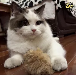 Heycat ลูกบอลแคทนิป ลูกบอลแมวขนกระต่าย ของเล่นแมว สุดฟินทำให้แมวเพลิดเพลินสนุกสนาน ขนาดใหญ่ 10 Cm.