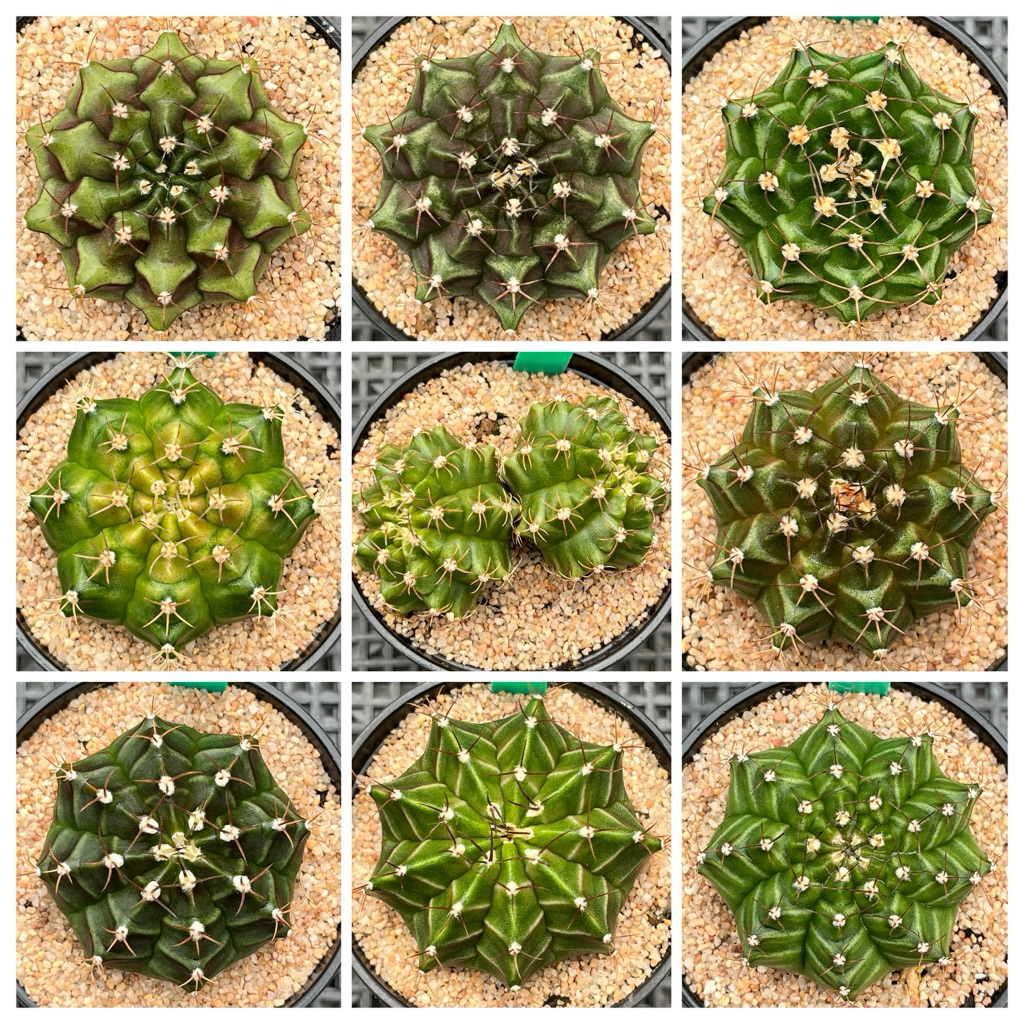 ไม้เมล็ดเขียวมีเอกลักษณ์ แคคตัส Cactus ส่งพร้อมทุกรายการ