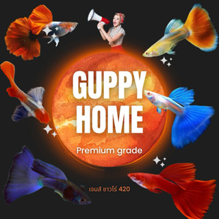 อาหารปลาหางนกยุง ลูกน้ำอบแห้ง สีสวย โตเร็ว ทนทาน🥇(กรุณาอ่านร…