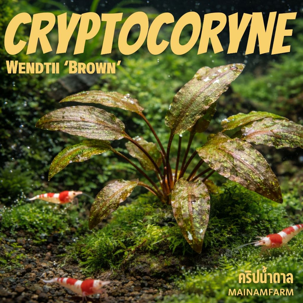 คริปน้ำตาล - CRYPTOCORYNE WENDTII ‘BROWN’ ต้นไม้น้ำ