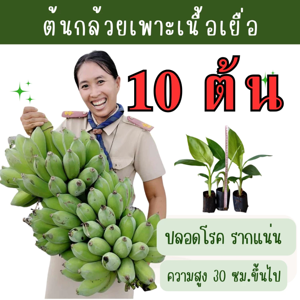 ต้นพันธุ์กล้วยเพาะเนื้อเยื่อ ชุดละ 10 ต้น ปลอดโรค รากแน่น ต้นแข็งแรง พร้อมลงปลูก สายพันธุ์แท้จากห้องแลป ราคาส่ง ถูกมา