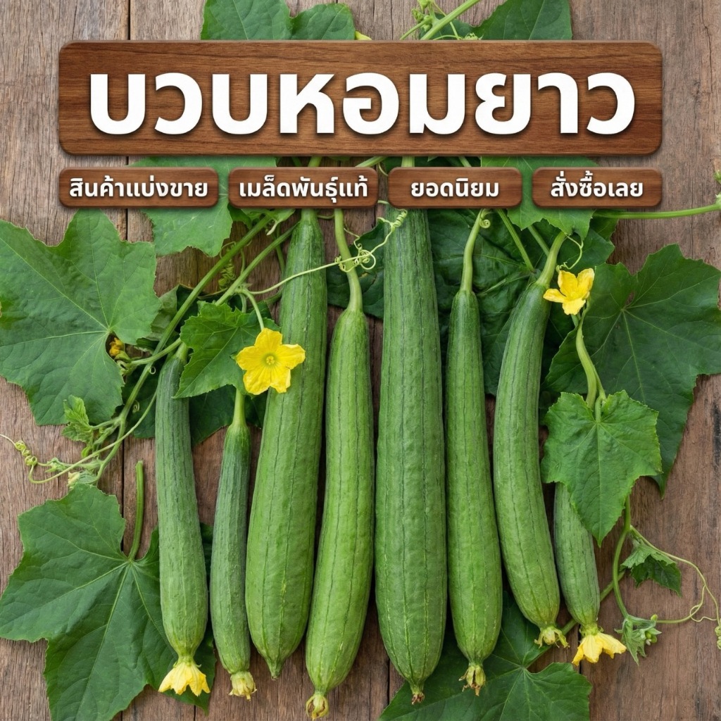 เมล็ดพันธุ์บวบหอมยาว อินทรีย์ออแกนิค 20-120 เมล็ด โตเร็ว ปลูกง่าย เหมาะสวนครัว (ซื้อ 10 แถม 1 )