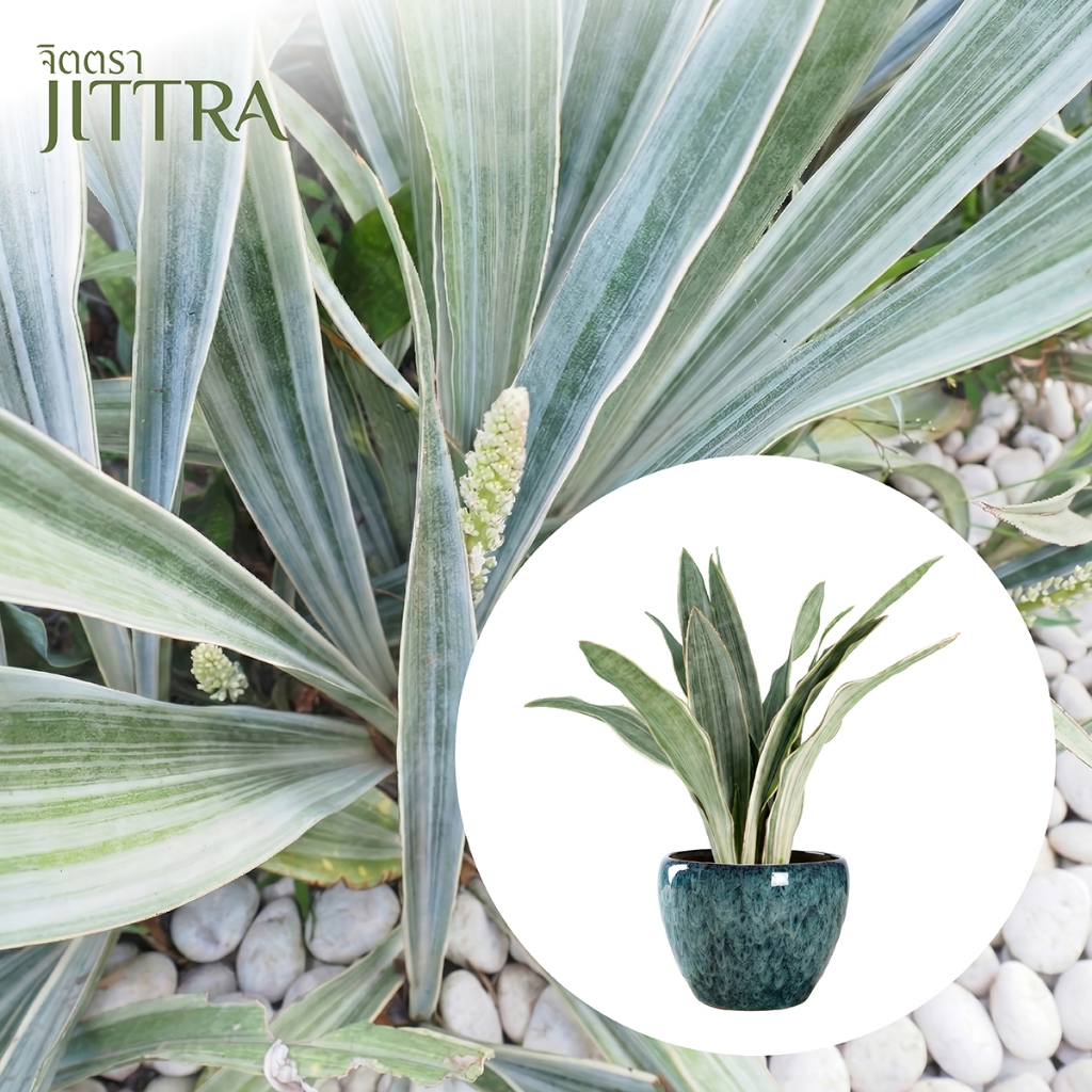 จิตตรา ต้นลิ้นมังกรดาบเงิน ล้างรากสูงไม่เกิน 30 ซม. จำนวน 2 ต้น/ชุด พร้อมส่งเคลมฟรี ปลูกง่ายไม้มงคล