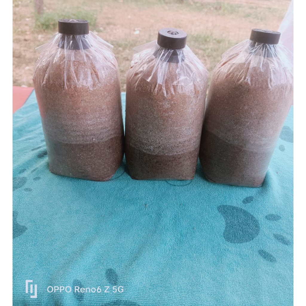 ก้อนเชื้อเห็ดนางฟ้าภูฐาน🍄 ชุดละ 10 ก้อน 100 บาท