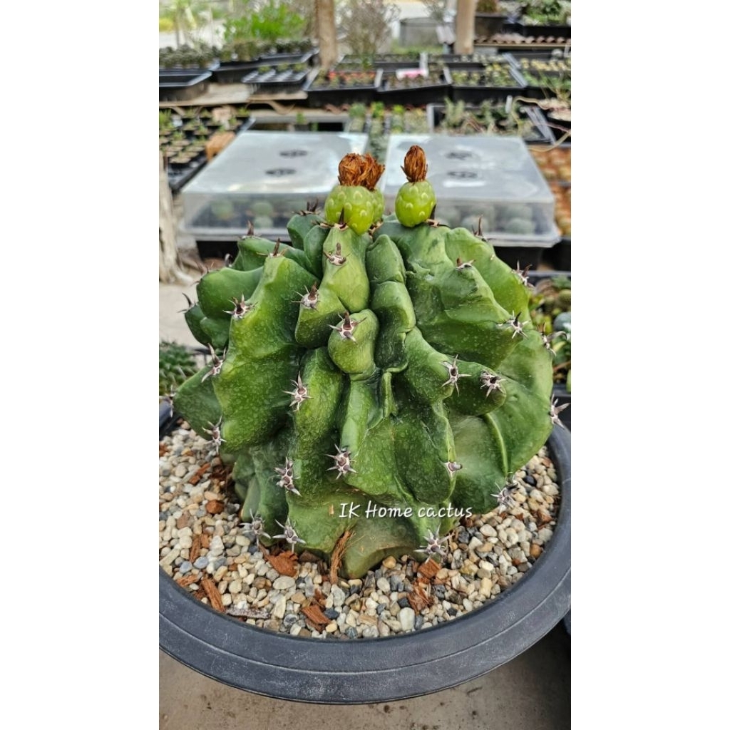 Ferocactus horridus f. brevispinus / เฟอโรแคคตัส ฮอริดัส เบรวิสปินัส