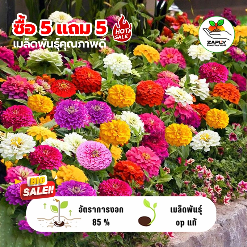 ซื้อ 5 แถม 5 ฟรี! ดอกบานชื่นกลีบซ้อนหลากหลายสี120เมล็ด