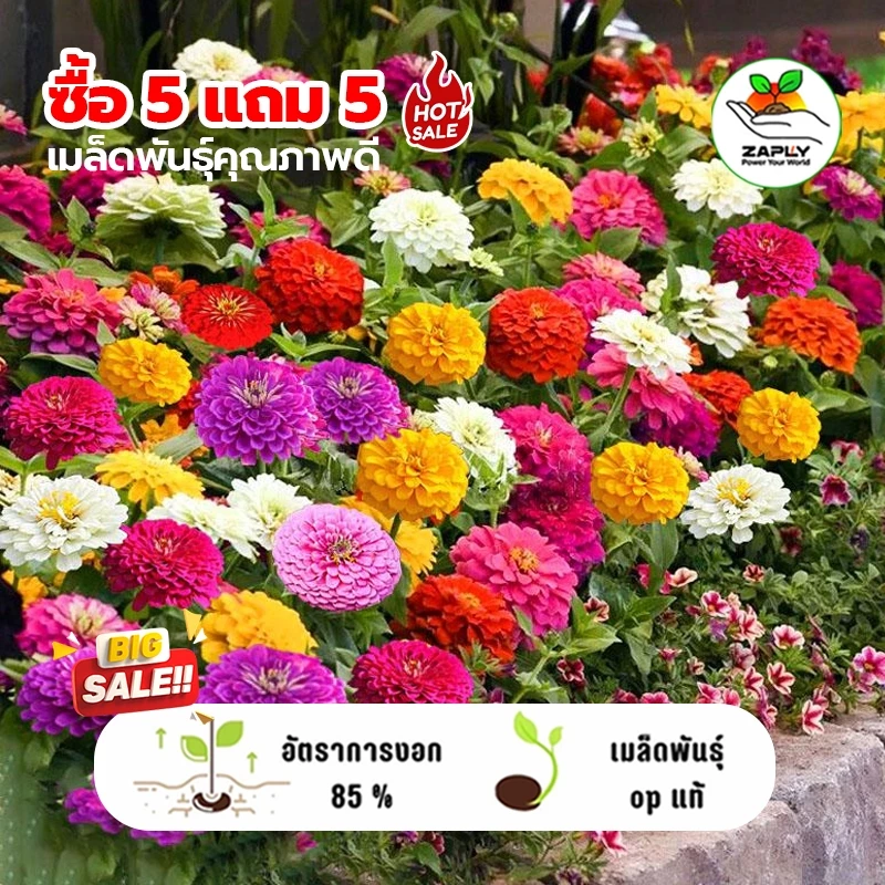 ซื้อ 5 แถม 5 ฟรี! ดอกบานชื่นกลีบซ้อนหลากหลายสี120เมล็ด