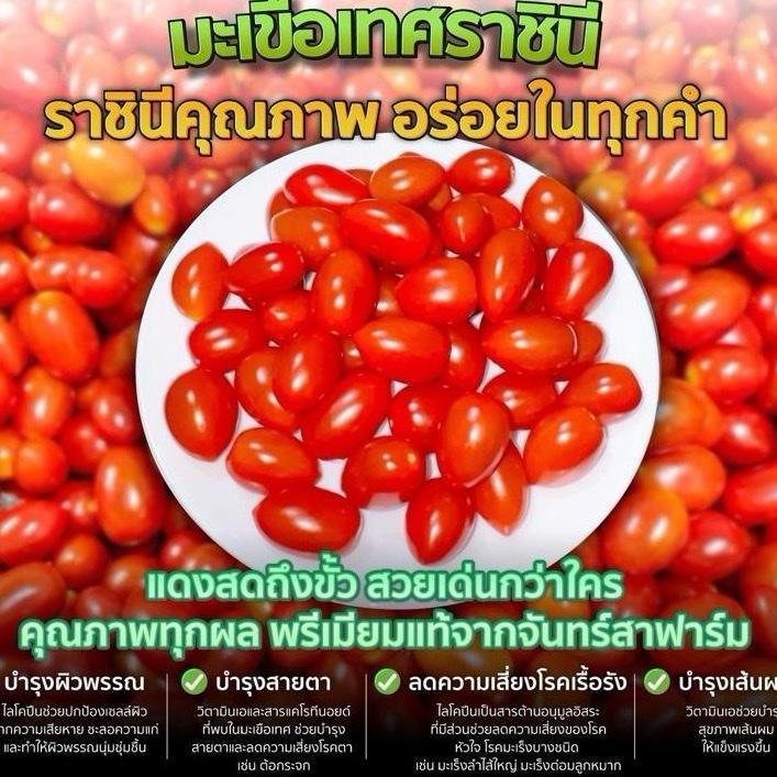 [ จันทร์นิสาฟาร์ม ] มะเขือเทศราชินี สีแดงสด เนื้อแน่น อร่อยฉ่ำ ขนาด 500 กรัม