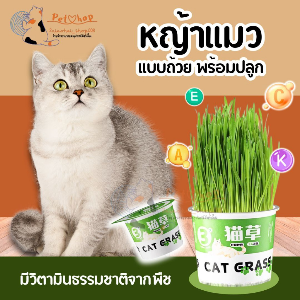 ซื้อ 1 แถม 1 ชุดปลูกหญ้าแมว หญ้าแมว เมล็ดข้าวสาลี ถาดเพาะต้นอ่อน ชุกปลูกต้นข้าวสาลี ข้าวบาร์เลย์ 2026 พร้อมส่งในไทย
