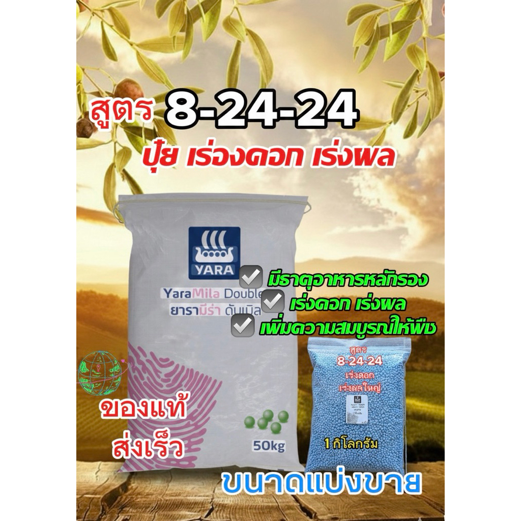 ปุ๋ย สูตร 8-24-24 บำรุงดอก ผล #ปุ๋ย 8 24 24 #ปุ๋ยบำรุงดอกผล #ปุ๋ยเร่งดอกออกผล