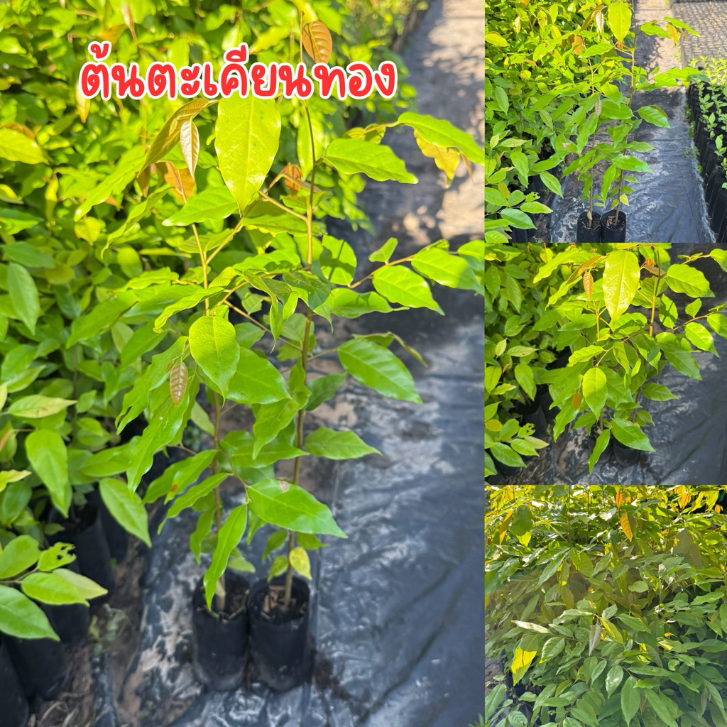 ต้นตะเคียนทอง พร้อมส่ง สูง40-50เซน