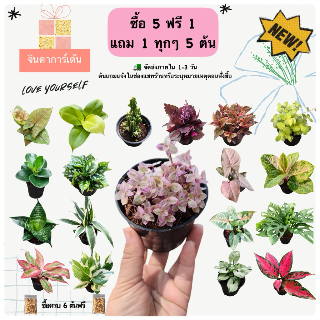 (ซื้อ 5 แถม 1 ) 6 ต้น 100 กระถาง 3 นิ้ว ต้นไม้มงคลไม้ฟอกอากาศ ไม้จิ๋ว จินดาการ์เด้น