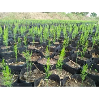 เมล็ดพันธ์ุหน่อไม้ฝรั่ง 700 เมล็ด (500 แถม 200 เมล็ด) 🌱เมล็ดพันธ์ุหน่อไม้ฝรั่ง Brock's Improved