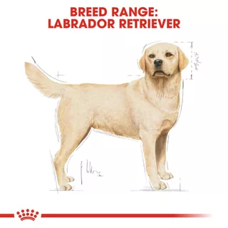 ROYAL CANIN LABRADOR ADULT สุนัข1ปีขึ้นไป สูตรเฉพาะสายพันธ์ กระสอบ 12 กิโลกรัม{อาหารสุนัขเม็ด}