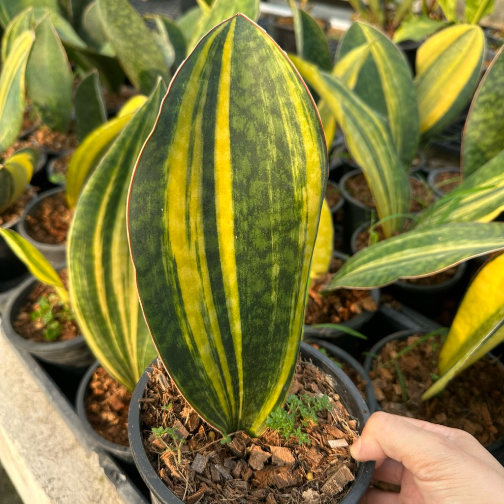 Variegated Whale Fin Snake Plant Mason's Congo Sansevieria Variegated Whale Fin Plant ครีบปลาวาฬด่าง ถอดกระถาง ไซร์5”