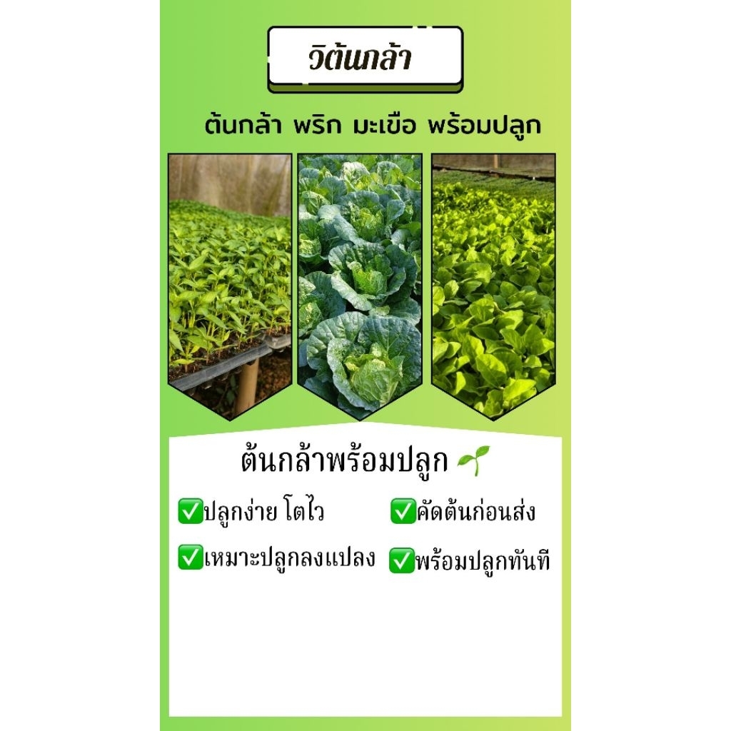 ต้นกล้าพริก–มะเขือ พร้อมปลูก | ชุดละ ~105 ต้น | คุ้มสุด ราคา 150 บาท