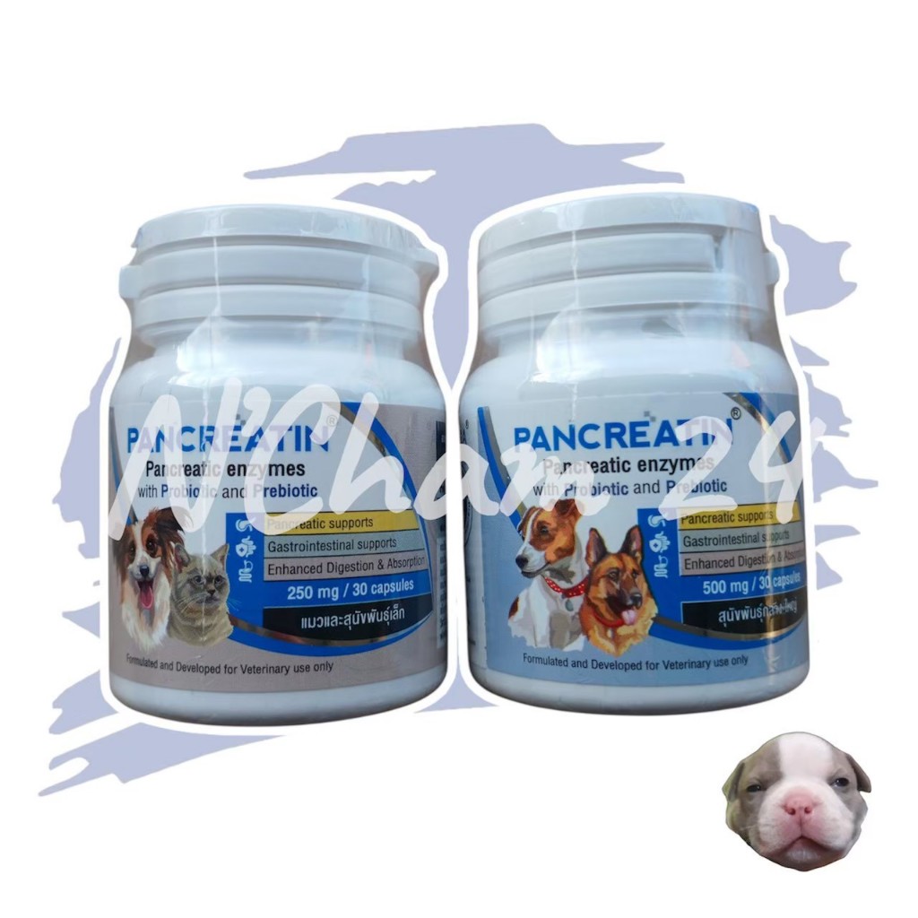 Pancreatin บรรจุ 30 แคปซูล เอ็นไซม์เสริมอาหาร สำหรับสุนัขและแมวที่มีภาวะตับอ่อนอักเสบ (แพนครีเอทิน)