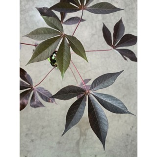 มันสำปะหลังดำก้านแดง