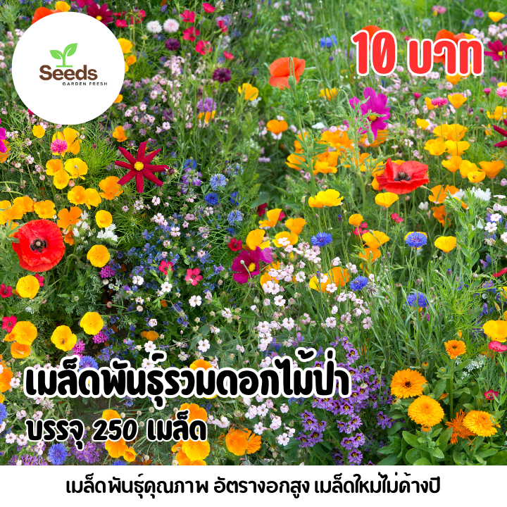 เมล็ดพันธุ์ ดอกไม้ป่า บรรจุ 250 เมล็ด