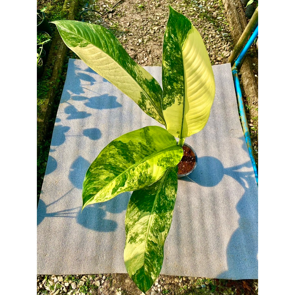 เศรษฐีวิลสัน ด่างสวยมาก - รูปที่ 2