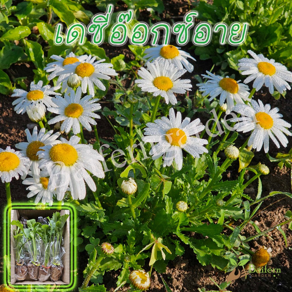 ต้นกล้าดอกเดซี่อ๊อกซ์อาย (Oxeye daisy)ดอกไม้กินได้ เลี้ยงง่ายสวยงาม