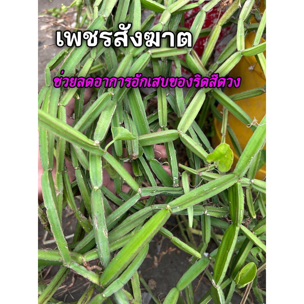 เพชรสังฆาต 20ปล้อง ตัดสด เพชรสังฆาตพร้อมส่ง นำไปทานหรือนำไปปักชำได้เลย