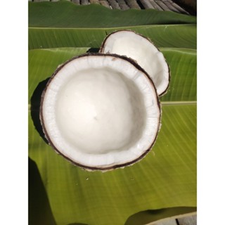 มะพร้าวทึนทึกน้ำหอม สำหรับทำขนม ชุด5ลูก