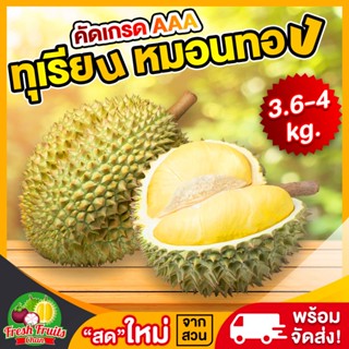 💥‼️ทุเรียนหมอนทอง3.6-4kg.(1-2ลูก)✅ตัดแก่คัดเกรดAAAส่งตรงจากส…