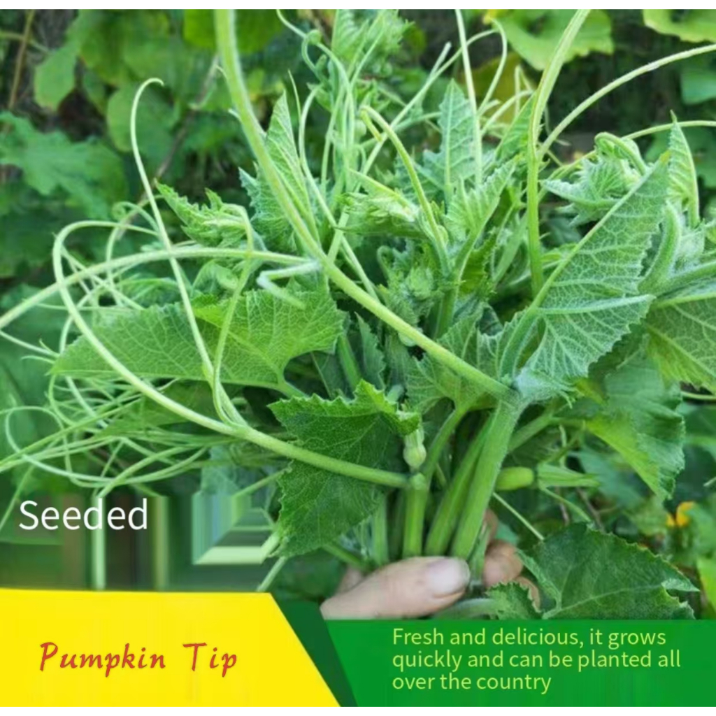 20 pieces Pumpkin pointed vegetable seeds specialized in eating rat stems, pumpkin pointed seeds, pu