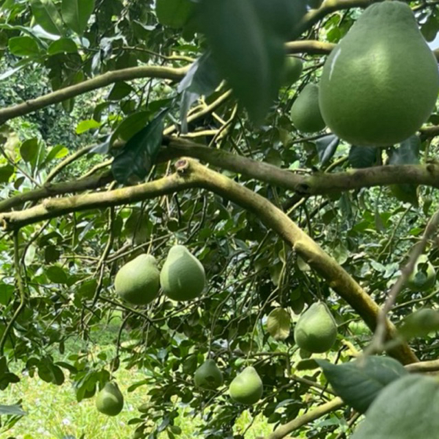 ส้มโอทับทิมสยามปากพนังของแท้ สินค้ามีใบรับรองGI - รูปที่ 7