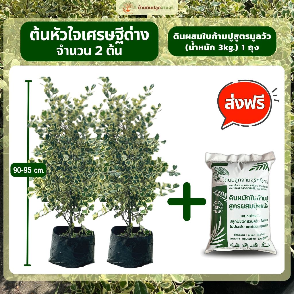 (ส่งฟรี)ต้นหัวใจเศรษฐีด่าง 2 ต้น + ดินพร้อมปลูก 1 ถุง,(ต้นสูง 90-95cm.) ปลูกประดับ ตกแต่งทำแนวรั้ว