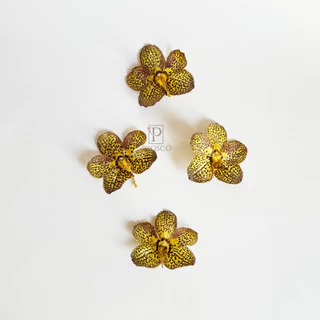 Prosco | ดอกกล้วยไม้อบแห้ง ลายธรรมชาติ ขนาดเล็ก 2-5 cm. สำหรับงานเรซิ่น จิวเวอรี่ craft พร๊อพถ่ายรูป