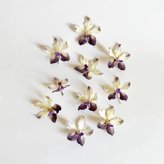 Prosco | ดอกกล้วยไม้อบแห้ง ลายธรรมชาติ ขนาดเล็ก 2-5 cm. สำหรับงานเรซิ่น จิวเวอรี่ craft พร๊อพถ่ายรูป
