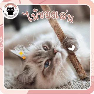 🌵 catnip5แท่ง ไม้มาทาทาบิ ก้านมาทาทาบิ ขัดฟันแมว ไม้แมวเมา matatabi ขัดฟันแมว ไม้ขัดฟัน 🌵