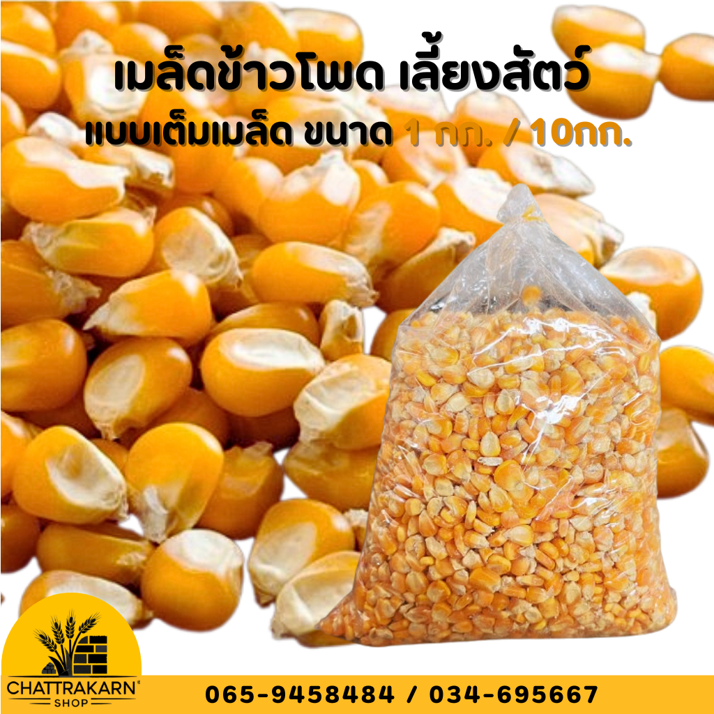 เมล็ดข้าวโพดเลี้ยงสัตว์  แบบเต็มเมล็ดสำหรับสัตว์เลี้ยง ขนาด 1 กก.