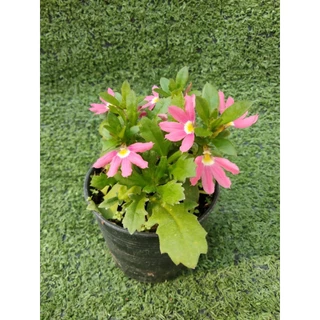 ต้นพระจันทร์เสี้ยว , พระจันทร์ครึ่งซีก [ Lobelia Chinensis ] ไม้ในกระถาง3"