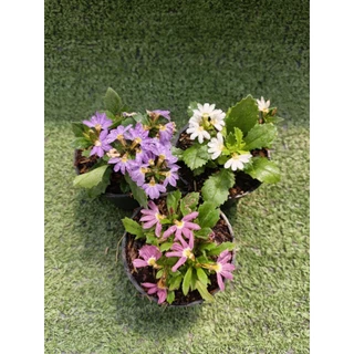 ต้นพระจันทร์เสี้ยว , พระจันทร์ครึ่งซีก [ Lobelia Chinensis ] ไม้ในกระถาง3"
