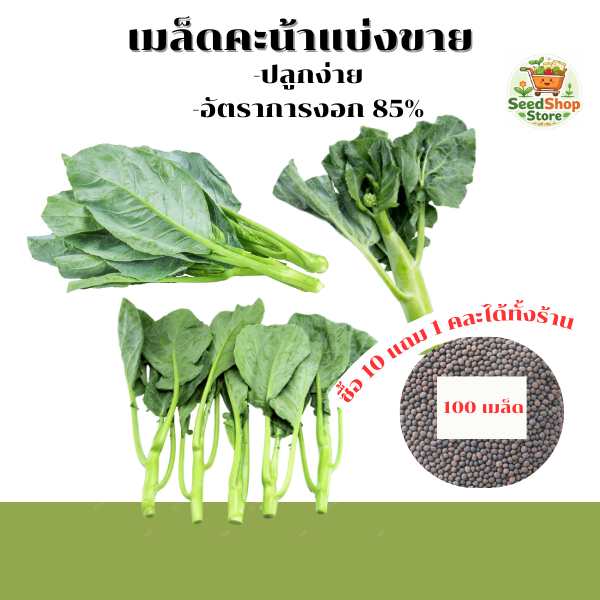เมล็ดคะน้าแบ่งขาย 100 เมล็ด ต้นสำบูรณ์แข็งแรง เมล็ดพันธุ์ปลูกง่าย