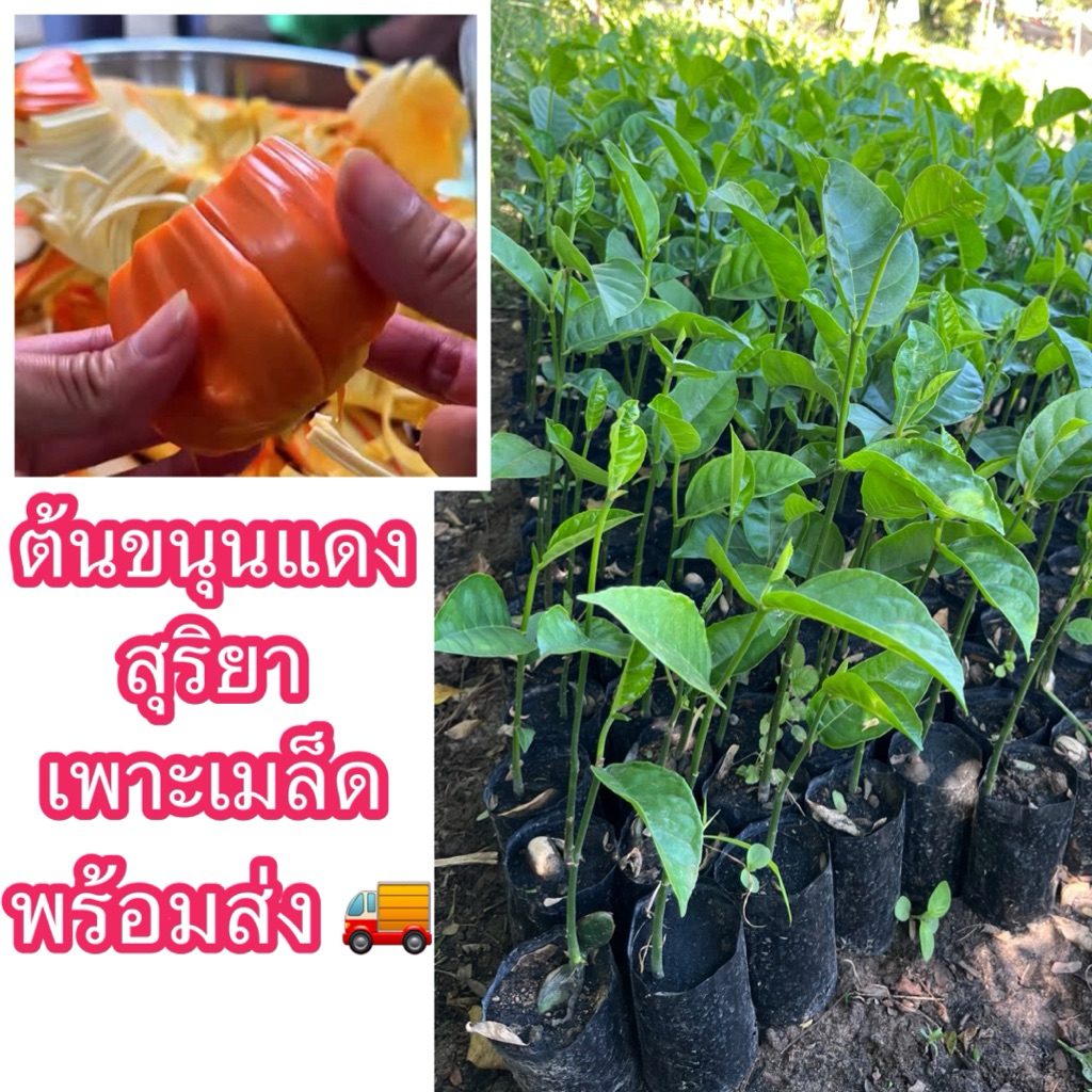 ต้นขนุนแดงสุริยา เพาะเมล็ด(สั่งขั้นต่ำ2ต้น)🔥ซื้อ5ต้นแถม1ต้น(คละต้นอื่นก็ได้)คัดสวยๆ เนื้อมีสีแดงส้ม หนากรอบไม่เละยางน้อย