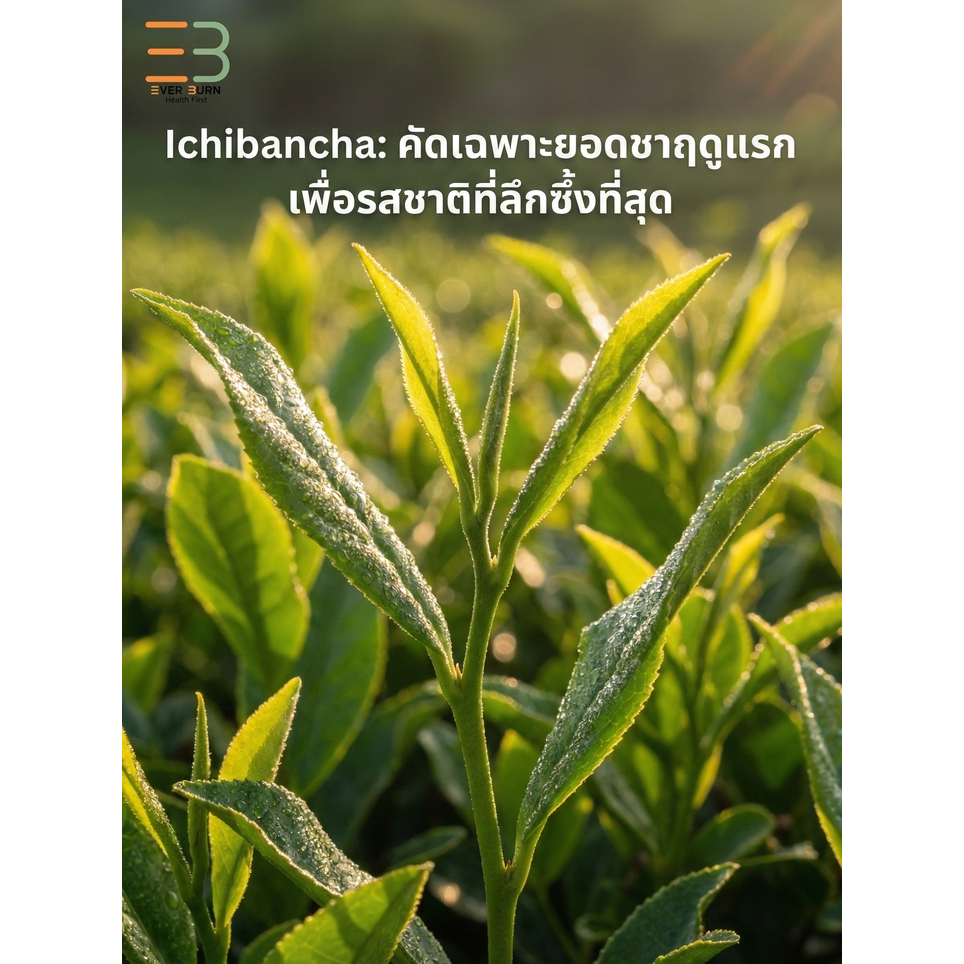 EB EVERBURN มัทฉะแท้ 100% เกรดพิธีการ (High Premium) จาก Nishio ญี่ปุ่น หอมนัว กลิ่น Nutty ไม่ขม 30g - รูปที่ 4