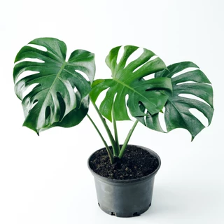 ต้นมอนสเตอร่า เดลิซิโอซ่า ไจแอนท์ (Monstera Deliciosa Monstera Giant) กระถาง 11 นิ้ว 3 ปี