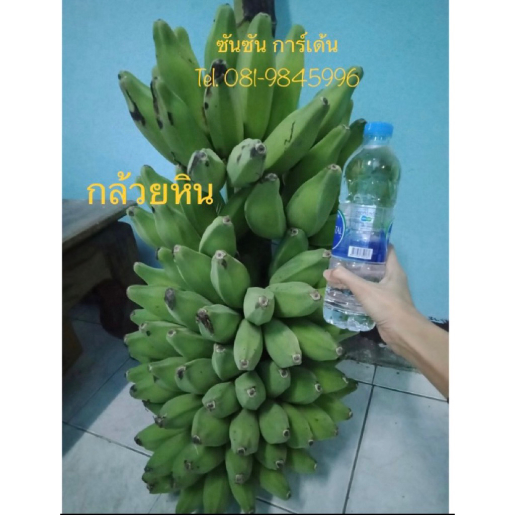 ต้นกล้วยหิน จาแลปเพาะเนื้อเยื่อ (จำนวน 5 ต้น)🌱 ปลอดโรค