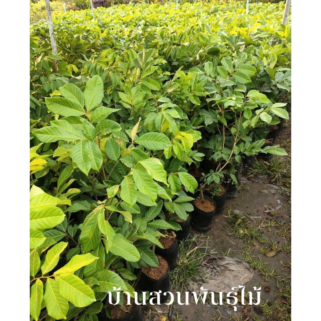 ต้นเงาะโรงเรียน นาสาร ต้นติดตา สูง 1.5-1.7 เมตร