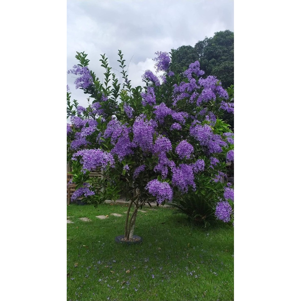 ต้นพวงคราม ดอกพวงคราม ดอกไม้สีม่วงสวย ดอกกินได้ ไม้เลื้อยเป็นพุ่มใหญ่ ออกดอกสีครามปนสีม่วง ช่อยาวสวยงาม ต้นสูง50-70ซม.