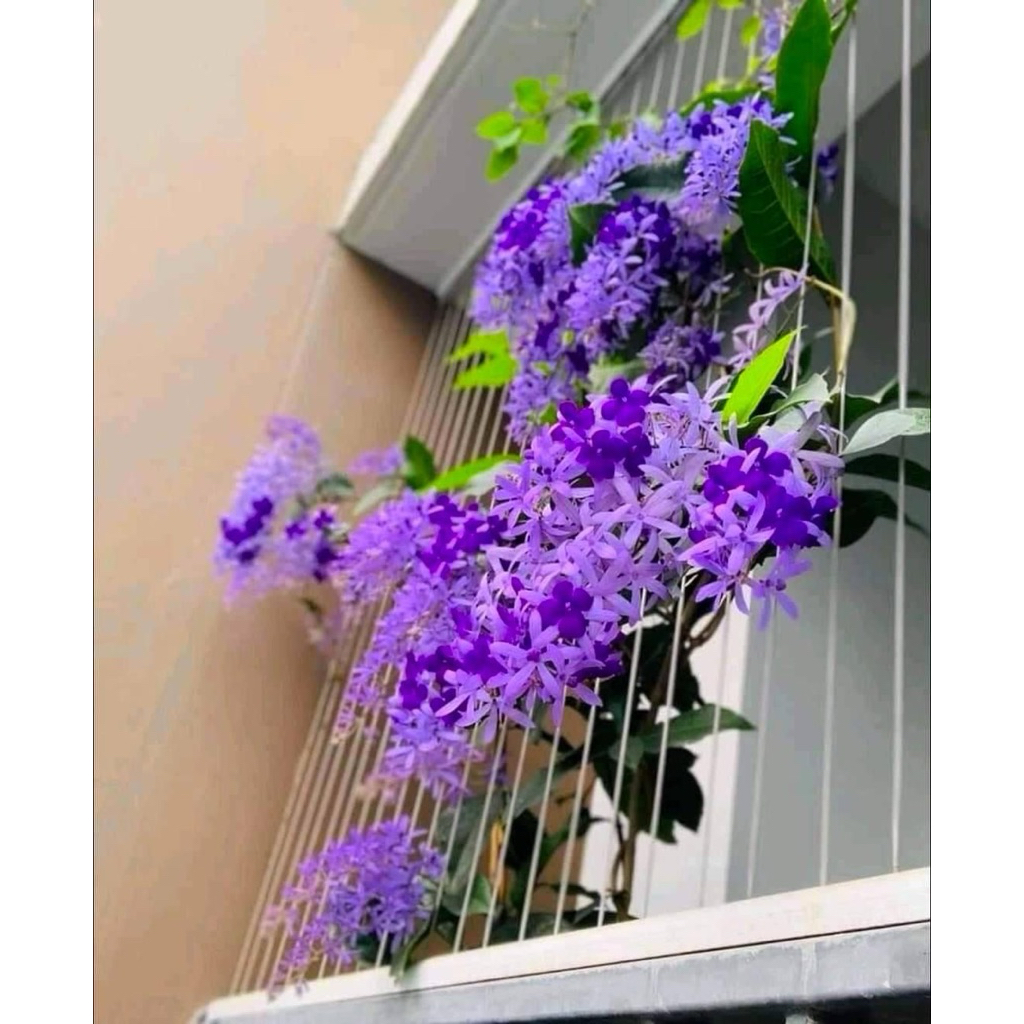 ต้นพวงคราม ดอกพวงคราม ดอกไม้สีม่วงสวย ดอกกินได้ ไม้เลื้อยเป็นพุ่มใหญ่ ออกดอกสีครามปนสีม่วง ช่อยาวสวยงาม ต้นสูง50-70ซม. - รูปที่ 3