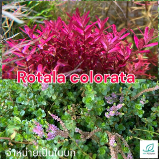[MIN] Rotala colorata ไม้น้ำ ไม้แดงหลังตู้ ยอดนิยม แดงง่ายที่สุด no co2ได้ 15กิ่งต่อชุด