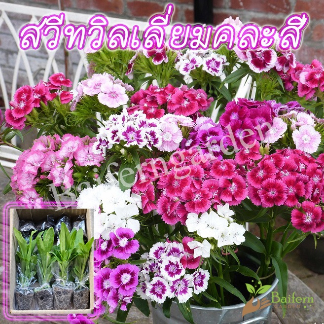 ต้นกล้าดอกสวีทวิลเลี่ยมคละสี (Sweet William Dianthus)ดอกไม้กินได้ สวยงาม เลี้ยงง่าย