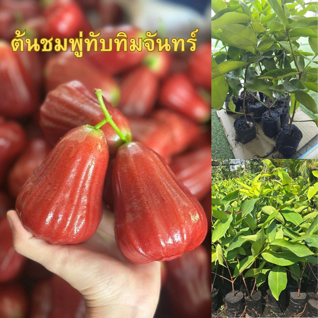 ต้นชมพู่ทับทิมจันทร์