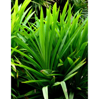 ผงใบเตย 100% (Pandan Leaf Powder) ขนาด 100 กรัม บดละเอียด กลิ่นหอมธรรมชาติ สีเขียวจากใบเตยแท้