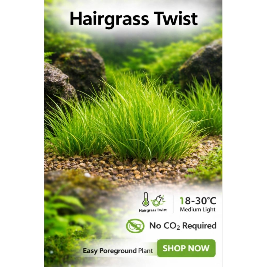 ต้นHairgrass Twist กอใหญ่ ใบยาวสวย ไม้พื้นตู้ต้นไม้น้ำตู้ไม้น้ำ